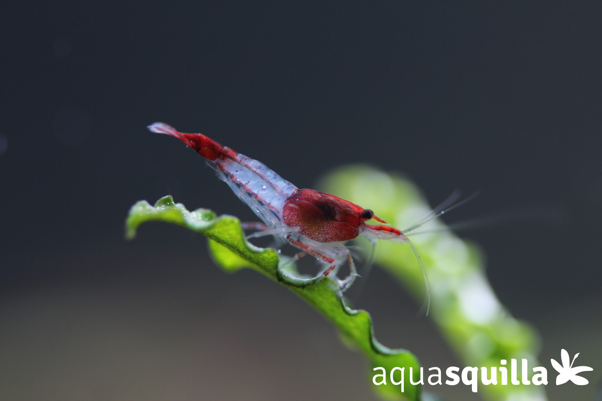 10+1 Red Rili Freshwater Neocaridina Aquarium Shrimp – Beginner-Friendly Live Arrival